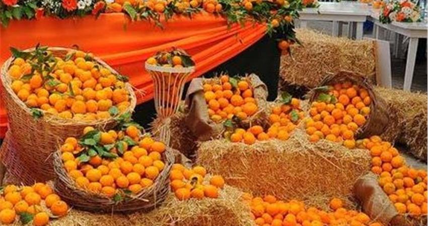 Günübirlik Mandalina Festivali Turu