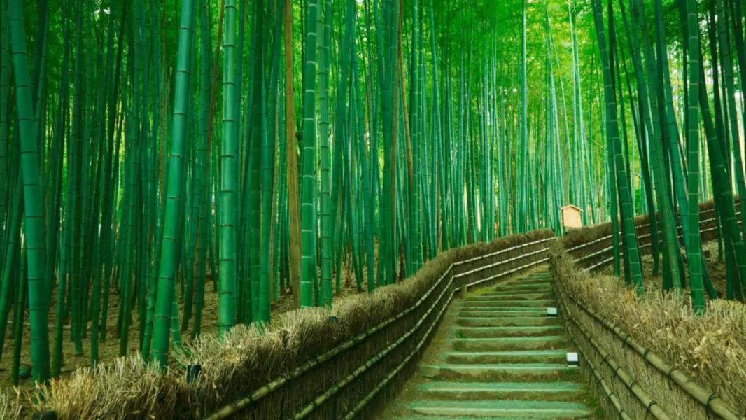 Güney Kore & Japonya Turu | 8 Gece 9 Gün