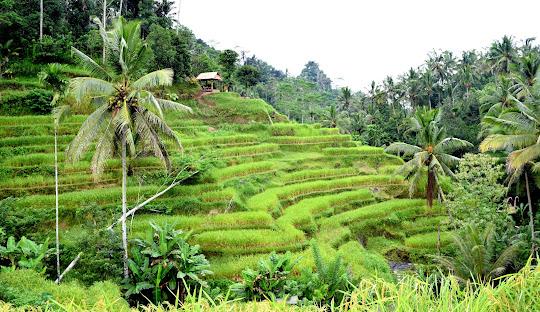 ELEGANT BALİ Türk Hava Yolları ile 5 Gece (DPS-DPS)