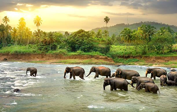 ELEGANT SRI LANKA Air Arabia Hava Yolları ile 5 Gece (CMB-CMB)