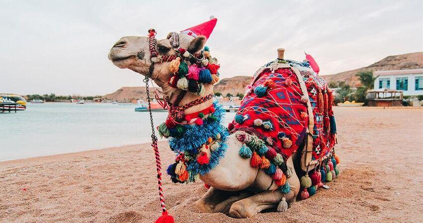 Ajet İle Ankara Hareketli Kahire Sharm El Sheikh Turu 4 Gece (345)