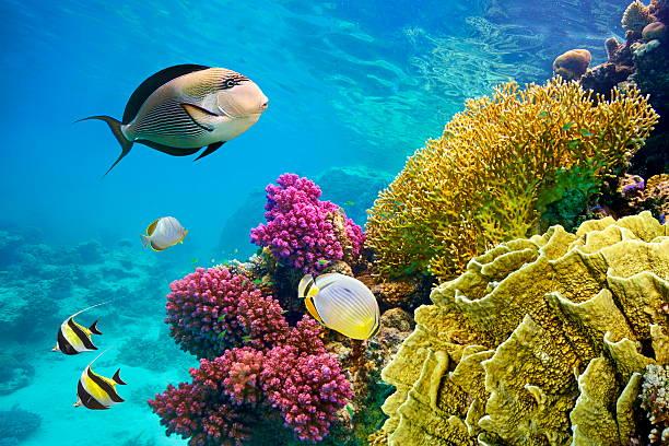 Ajet İle Ankara Hareketli Kahire Sharm El Sheikh Turu 4 Gece (345)